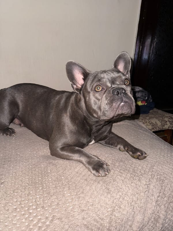 French bulldog lounging documented in Sofia home