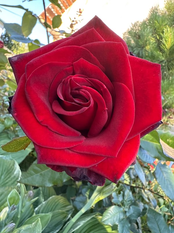 Summer garden tour in Chaikovsky, roses and more