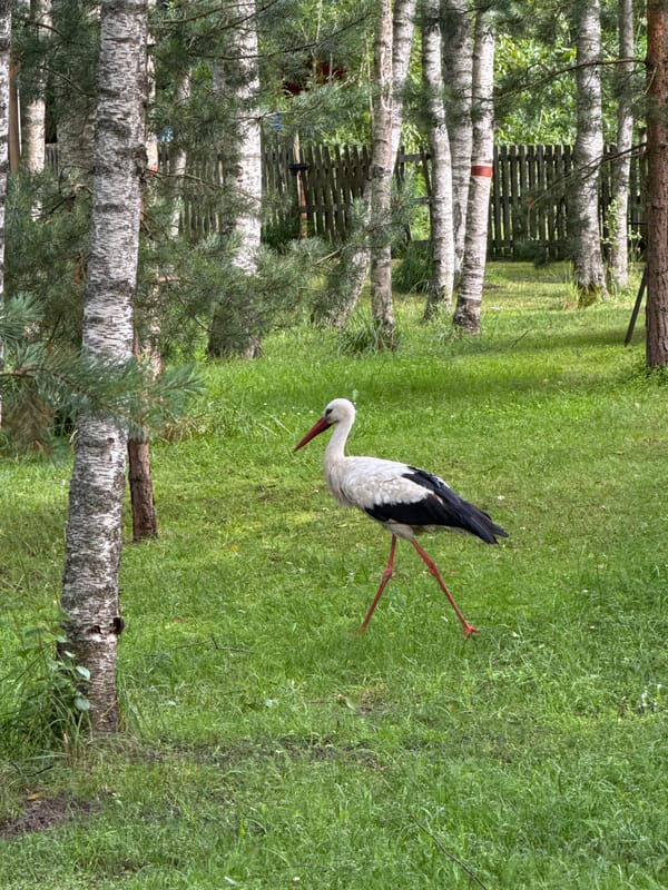 White stork foraging near a log cabin in rural Lithuania