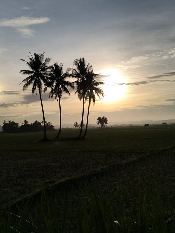 Rice fields and coconut palms at sunrise, Cotentung, Indonesia