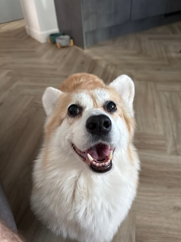 Krasnoyarsk resident shares corgi photos, Funko Pop collectible