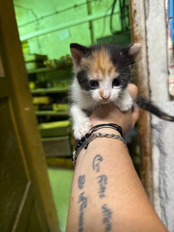 Person holds calico kitten indoors, witness reports