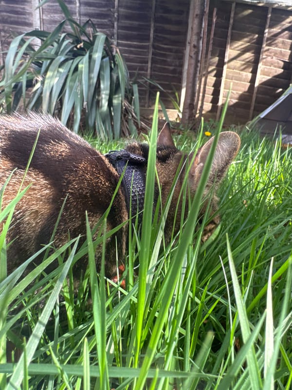 Animals gather in dandelion field in Desborough