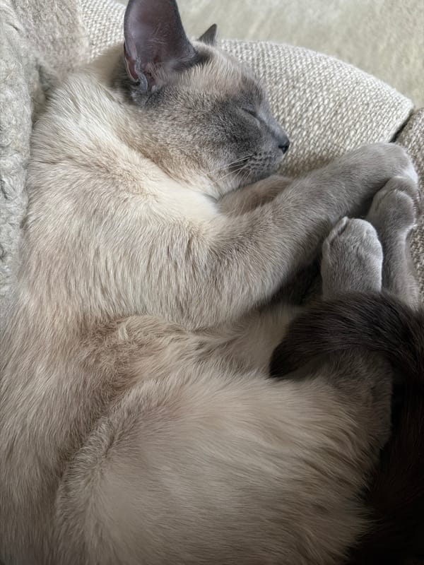 Cat naps on cushion in Paris