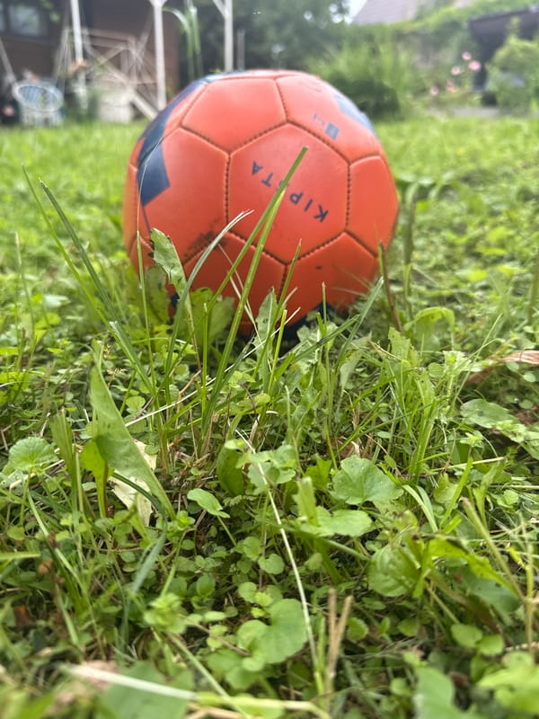 Dacha summer morning: garden, fruit, dog, and downtime