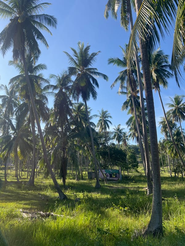 Palm groves, scattered waste, and crumbling structure in Ko Pha-ngan