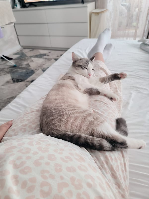Gray cat rests with person in pink pajamas