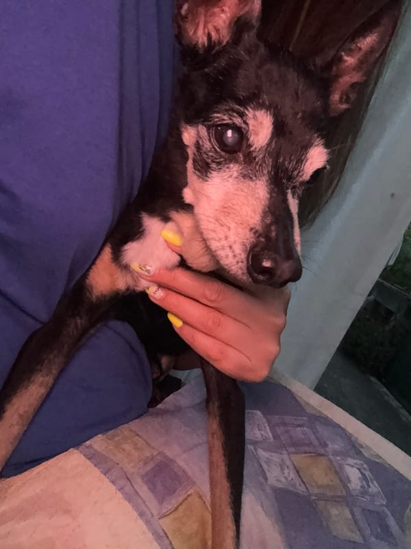An aging dog and fresh cherries in rural Bulgaria