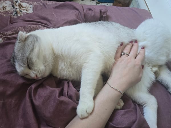 White cat dozes on a purple blanket, hand gently stroking its side.