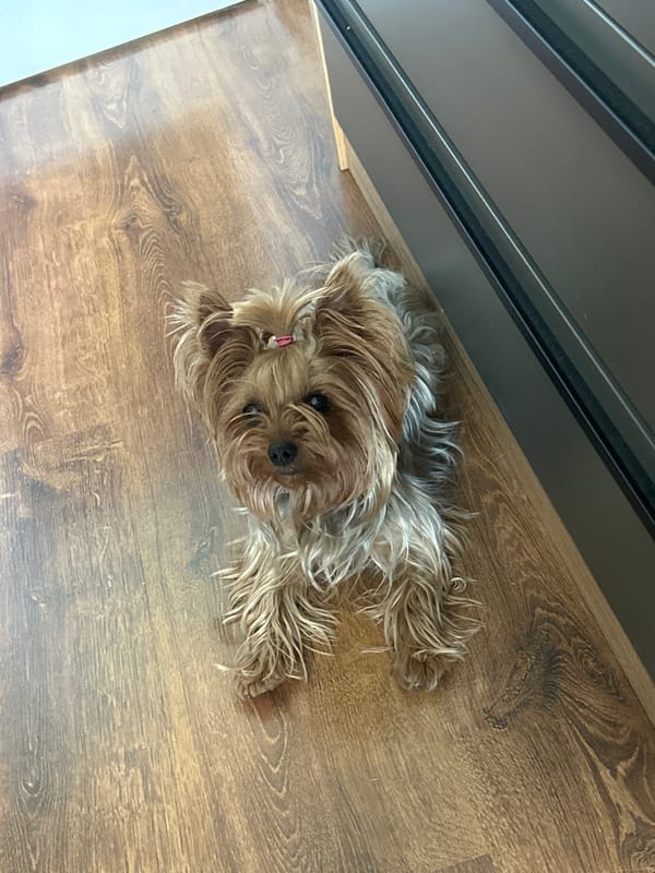 Yorkshire Terrier with pink ribbon spotted in Burgas home