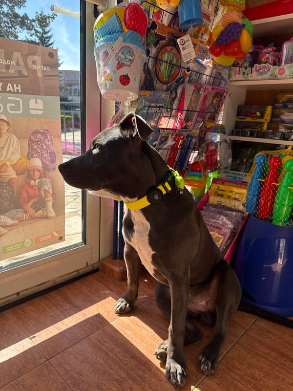 Dog rests in toy shop doorway in Aksakovo