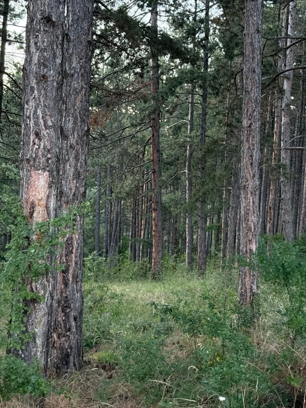 Jeep parked in a Bulgarian pine forest at dusk