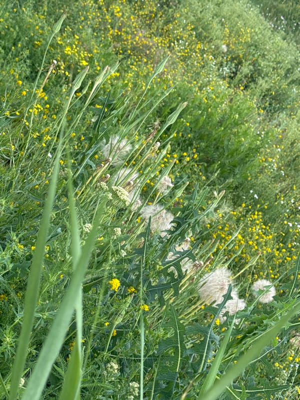 Exploring a run-down site with stray cats and overgrown paths