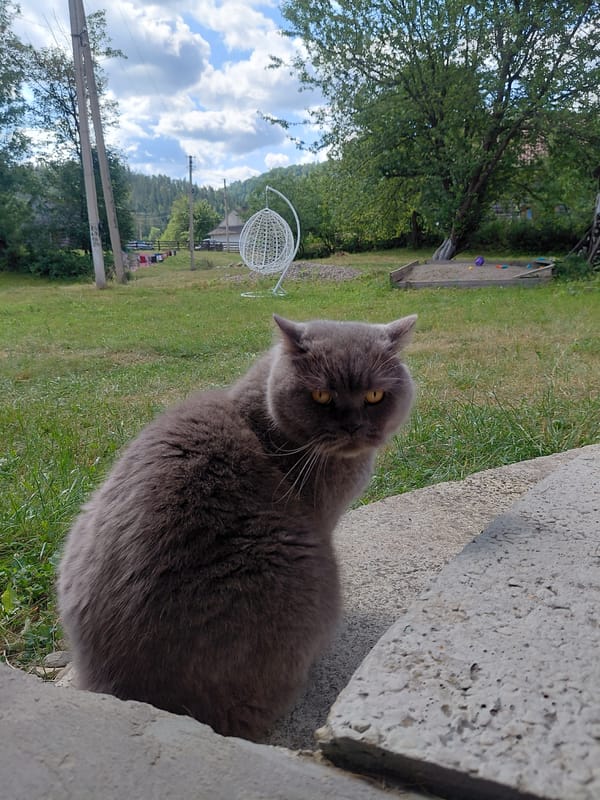 Summer morning in rural Chernyk: landscapes, a cat, and a kid in the grass