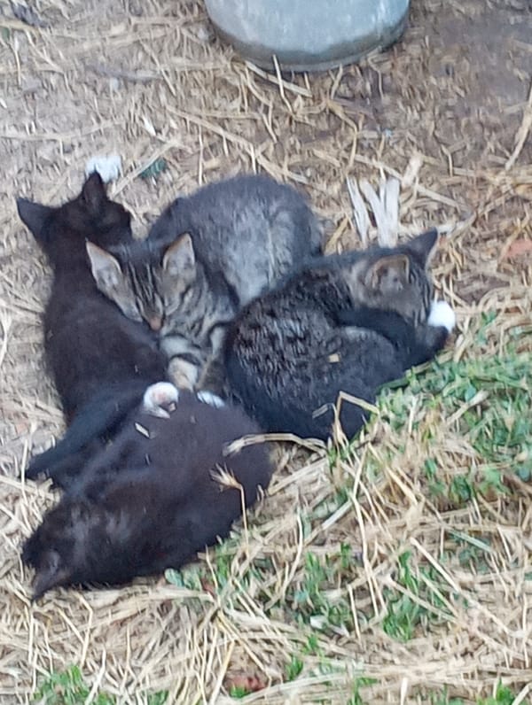 Four kittens resting together on dry ground in Shymkent