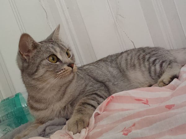Tabby cat spotted resting on bedding Thursday morning