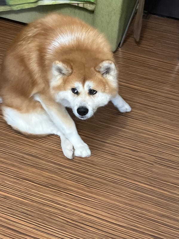 Dog rests peacefully in Minsk home during early morning
