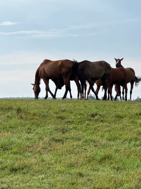 Horses graze across Galinė pastures as a paraglider passes overhead