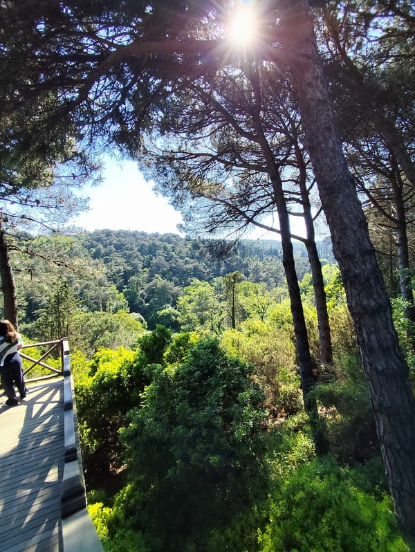 Woman visits forest observation deck in Sarıyer, Turkey