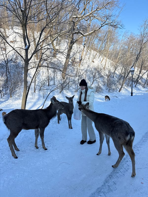 Woman feeds deer in snowy Ukrainian park during winter morning