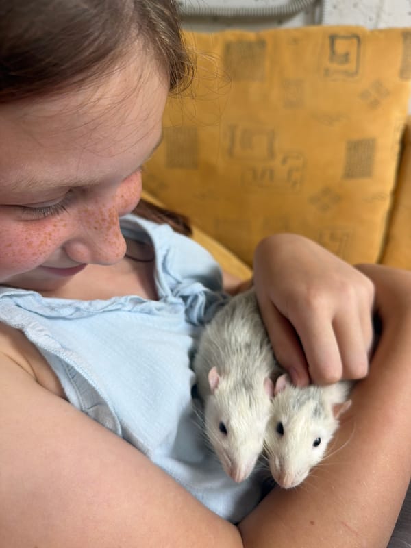 Quiet moment with two pet rats in Dubovaya