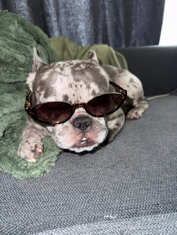 French Bulldog photoshoot documented across Sofia locations Friday morning