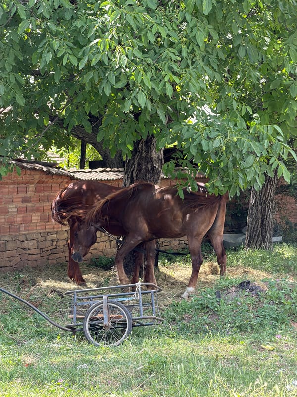 Quiet village life in Bahovitsa — horses, cats, and homes