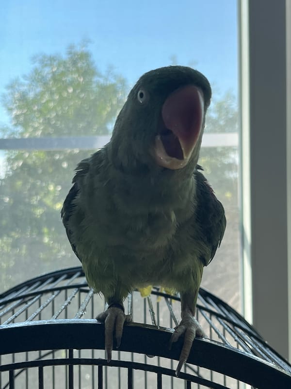 Green parrot on its cage, doing parrot things in Pazardzhik