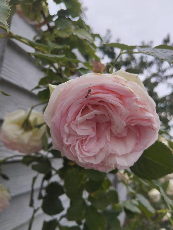 Close-up garden survey in Dnipro, flowers and fruit in bloom