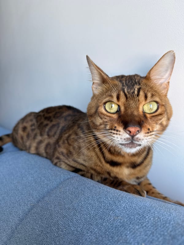 Morning street life and Bengal cats documented in Sochi