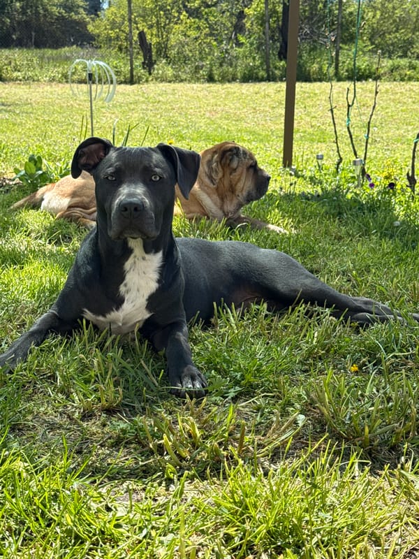 Two dogs rest peacefully in grassy area, Zornitsa Bulgaria