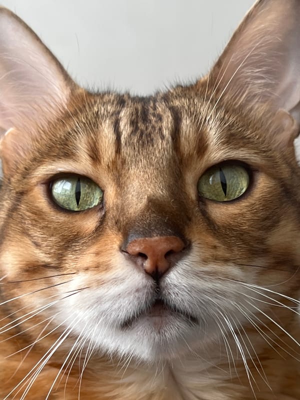 Bengal cats relaxing and playing at a Yekaterinburg apartment