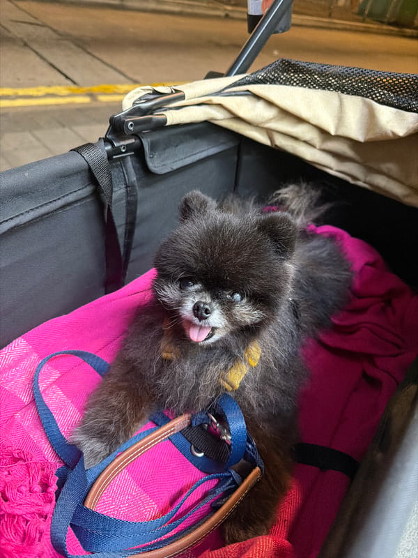 Pomeranian dog spotted in stroller during evening in Hong Kong