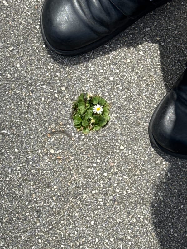 Daisy blooms through pavement crack in Santiago de Compostela