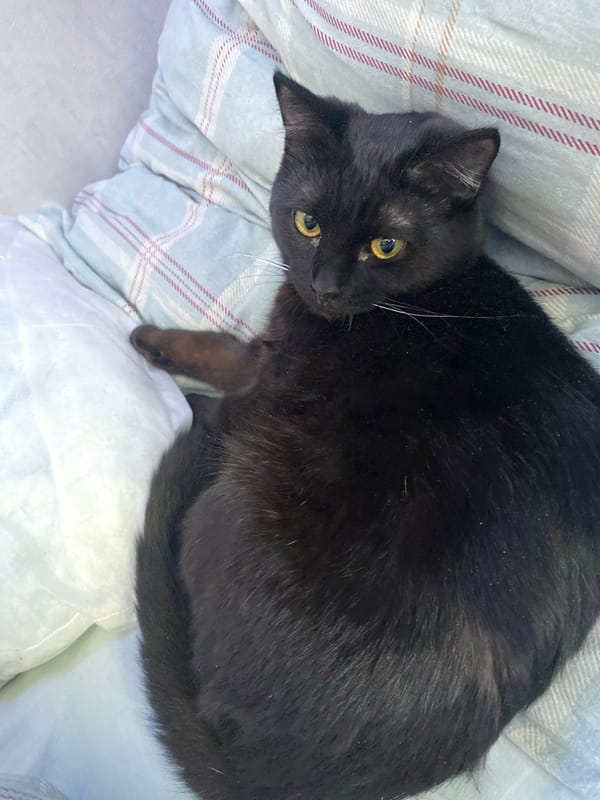 Black cat resting on bed captured in Izhevsk home