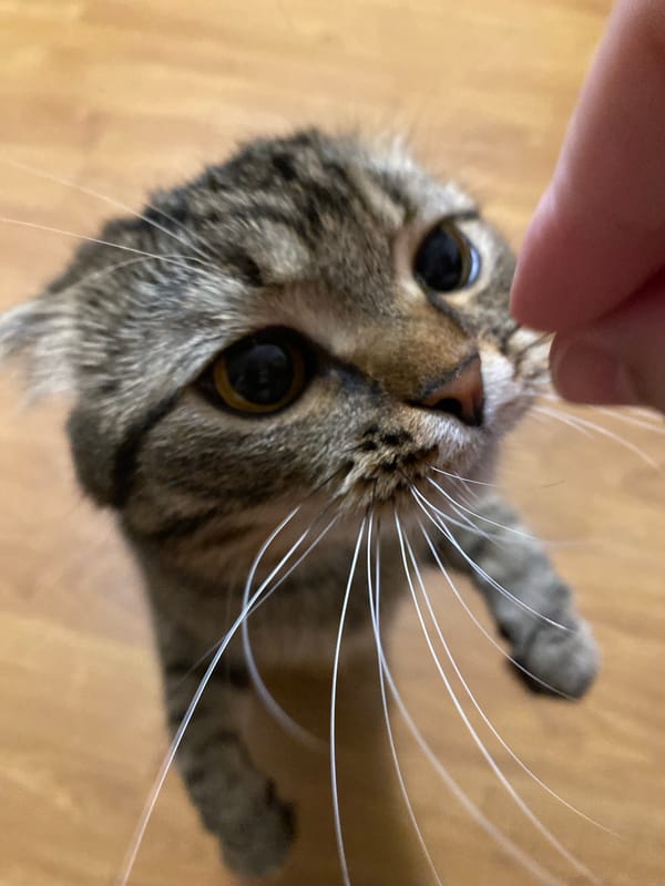 Kitten playtime and cozy celestial vibes in Pokhvistnevo