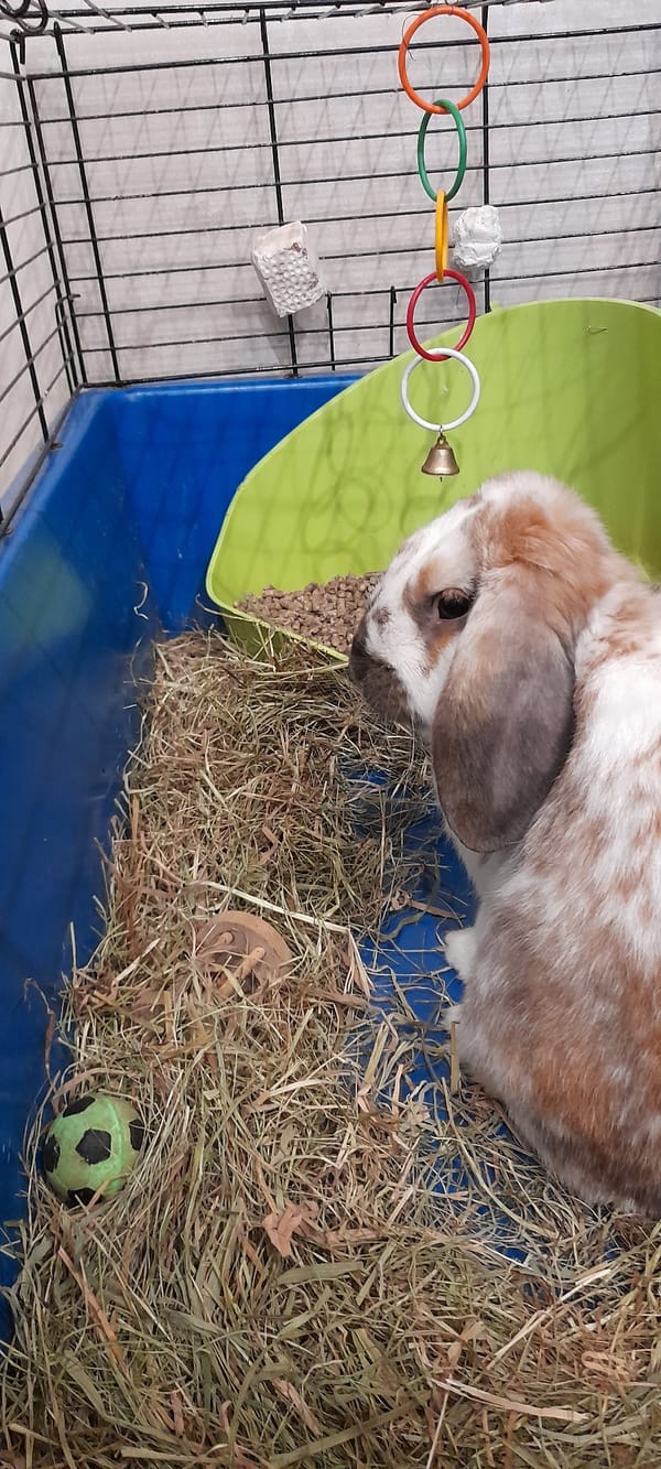 Domestic rabbits chilling in their enclosures, up close