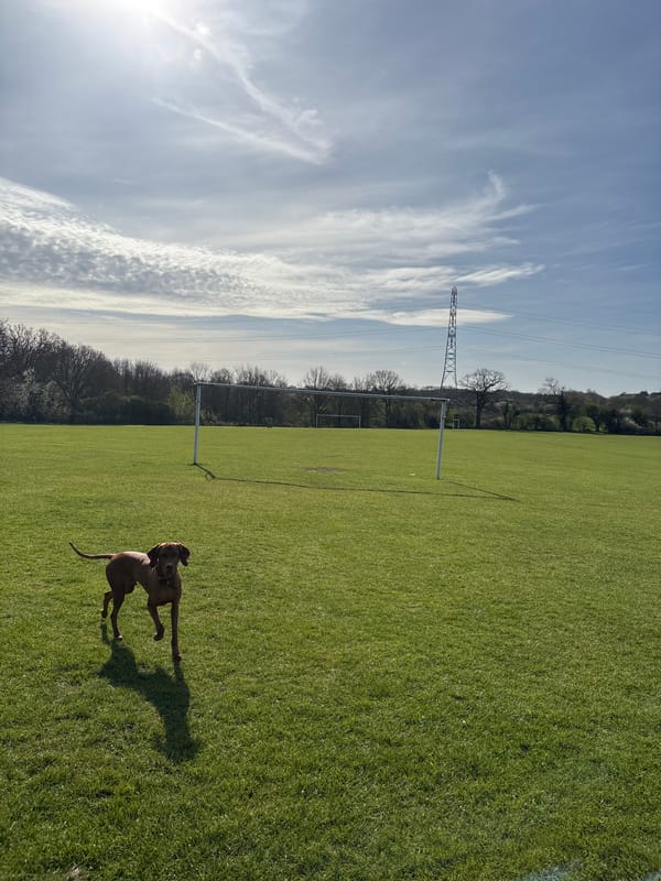 Dog spotted running in field near power lines in Welwyn Hatfield