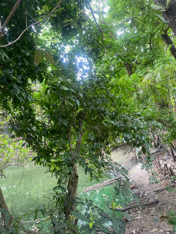Rural Bangladesh morning scenes captured around Hizla