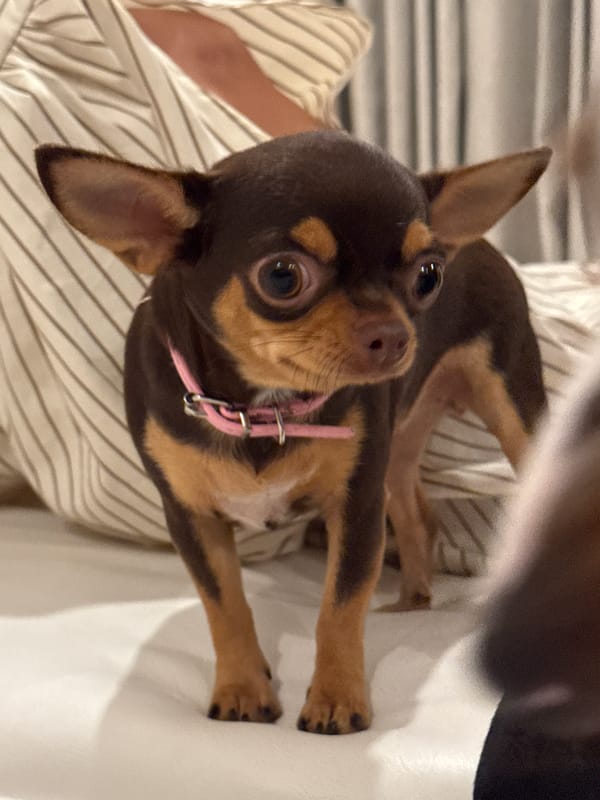 Chihuahuas and dachshunds at home in Kuta Selatan