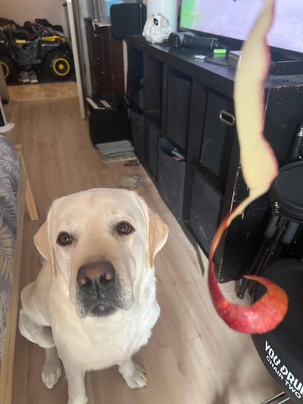 Labrador enjoys apple peel treats in Mytishchi home