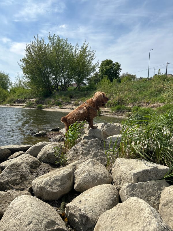 Cocker Spaniel plays on rocks along riverbank in Tczew