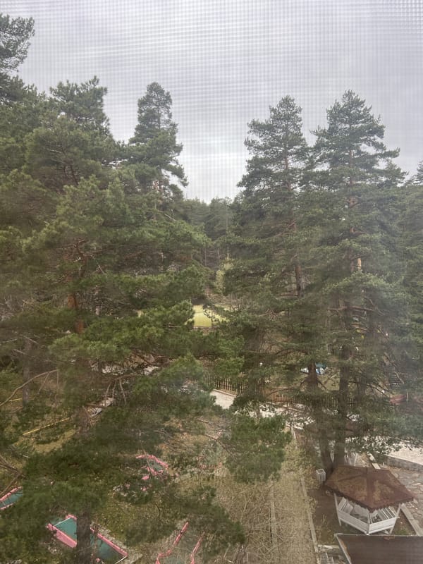Window view of pine trees, building recorded in Dedovo
