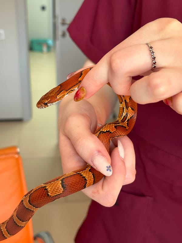 Corn snake coiled across hands in Klin, Russia