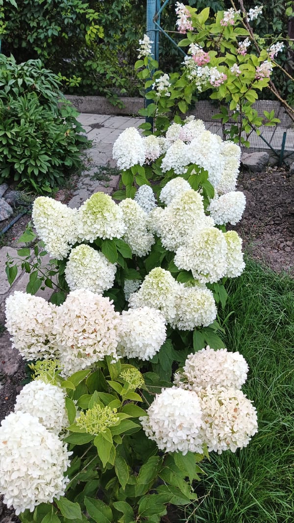 Summer garden blooms and fried pastries in Kryvyi Rih