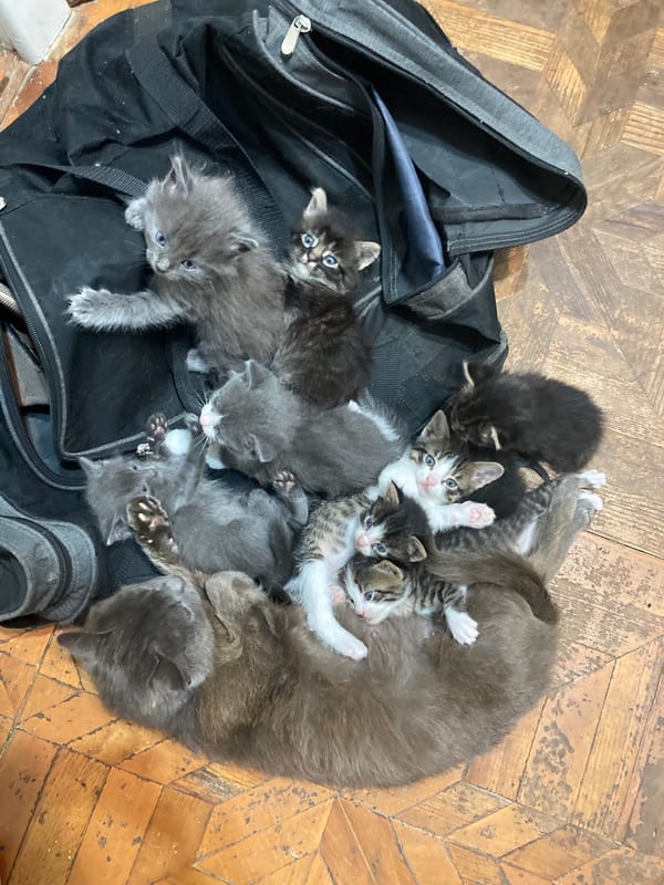 Litter of kittens piled on a duffel bag in Ustyvytsia