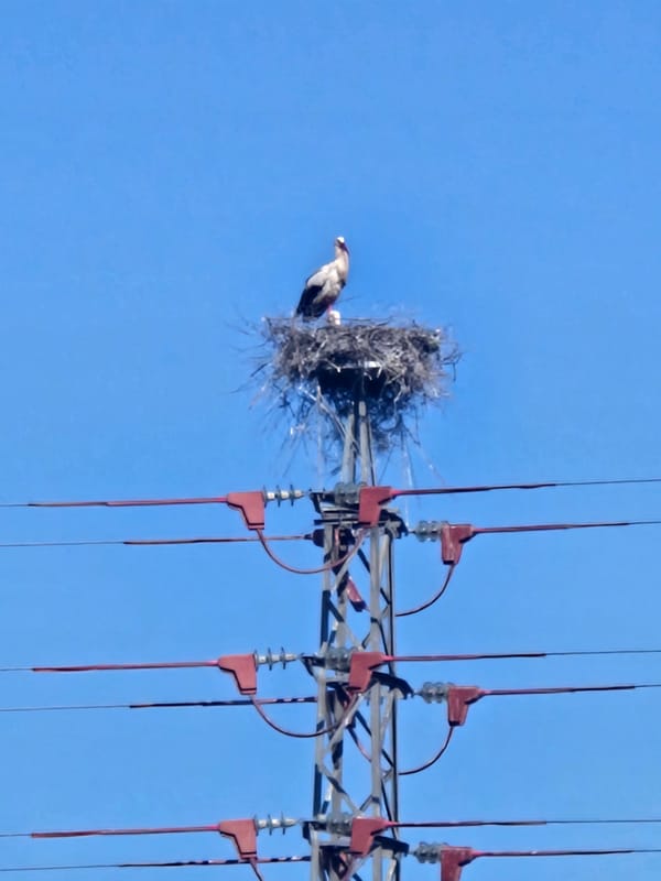 Osprey spotted nesting on electrical tower in Córdoba, Spain
