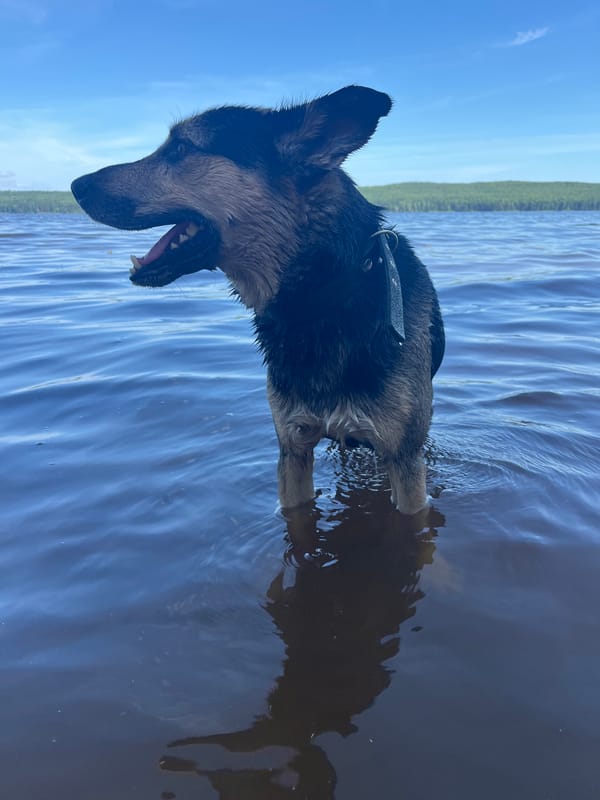 German Shepherd mix swims and fetches at the Kama River