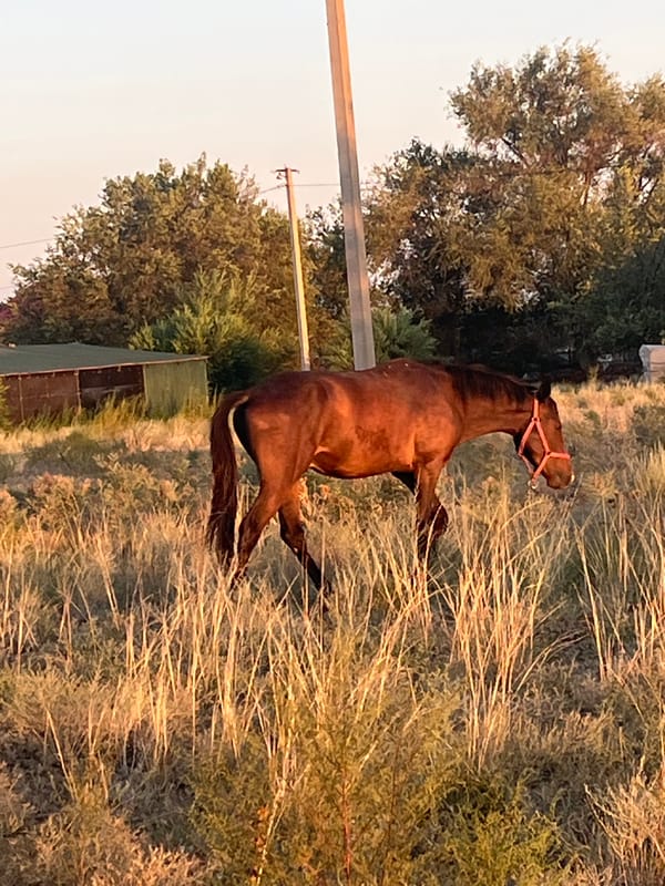 Brown horse grazing in dry Kazakhstan steppe grassland