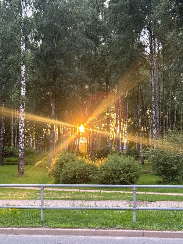 Golden hour skies and forest light at sunset